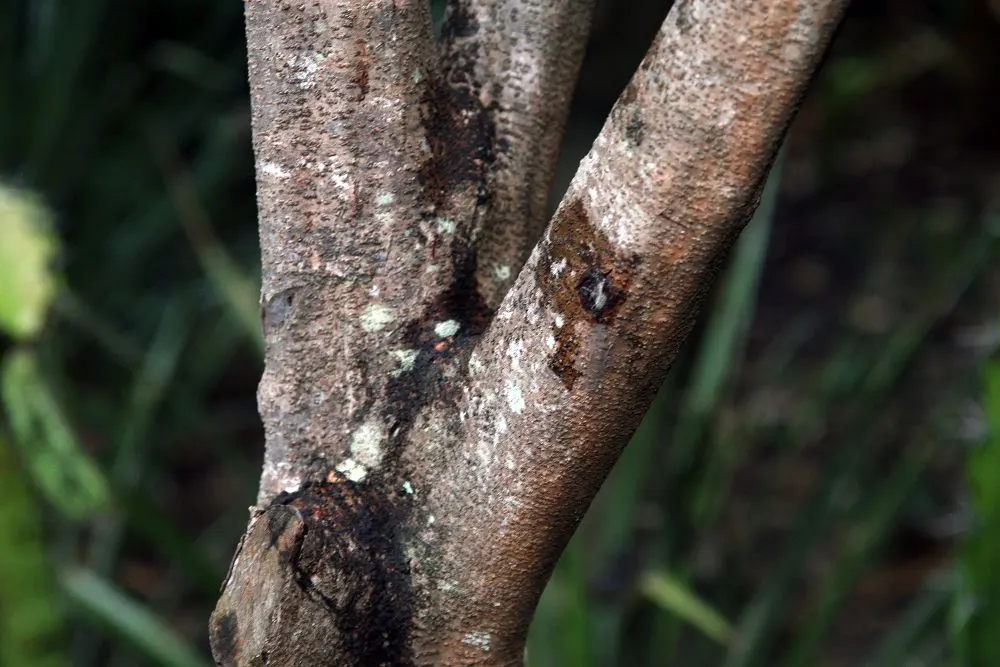 Bitterbush (Purshia Mexicana) — A member of the Rosaceae family