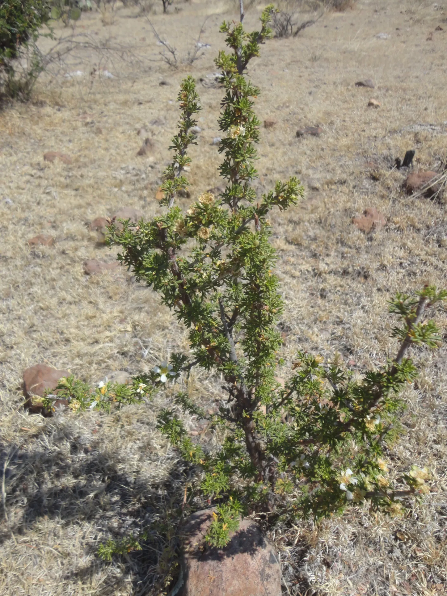 Bitterbush (Purshia Mexicana) — typically around 1 inch in diameter; shrub for full