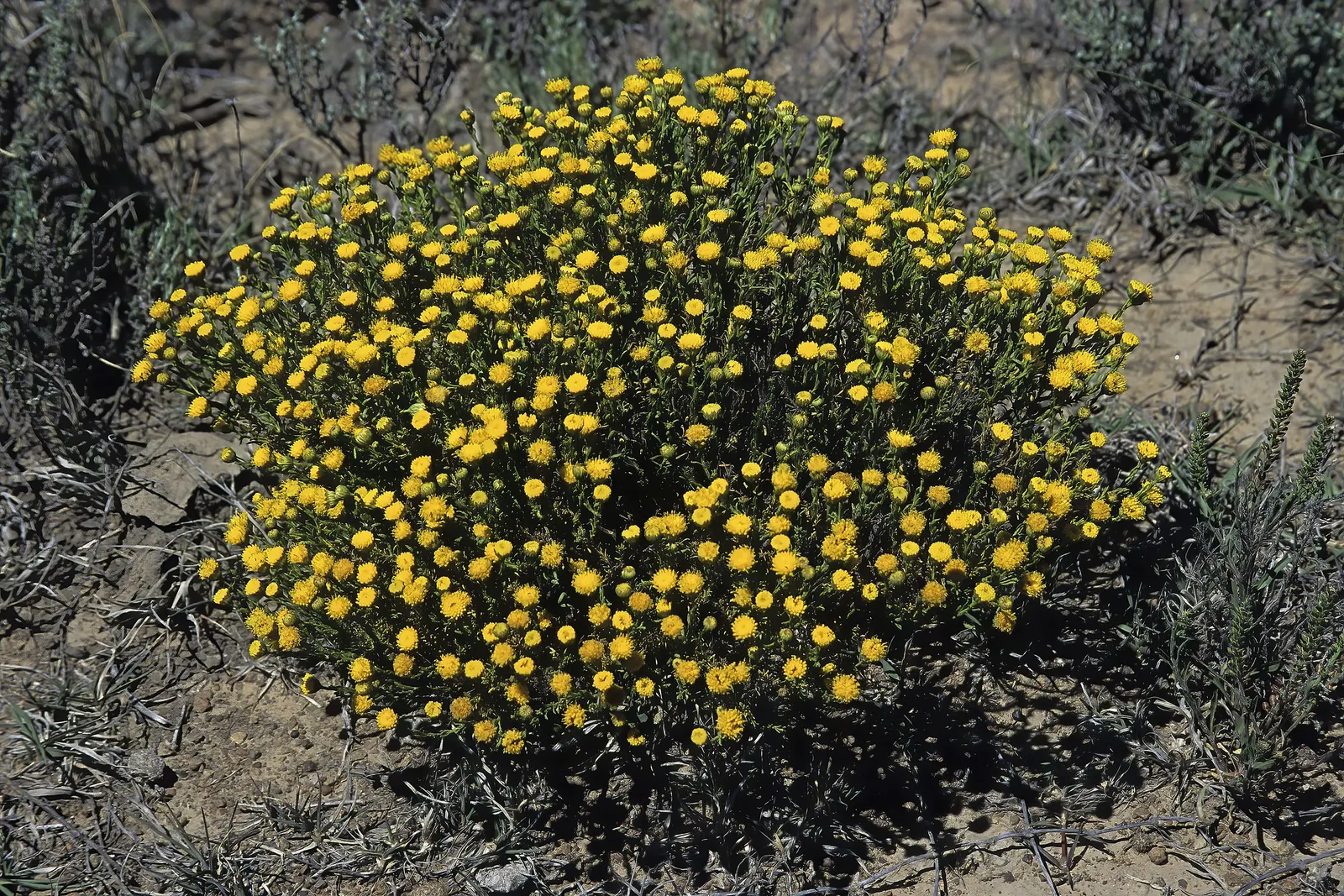 Bitterbush (Purshia Mexicana) — Purshia mexicana is adorned with a profusion of creamy-yellow
