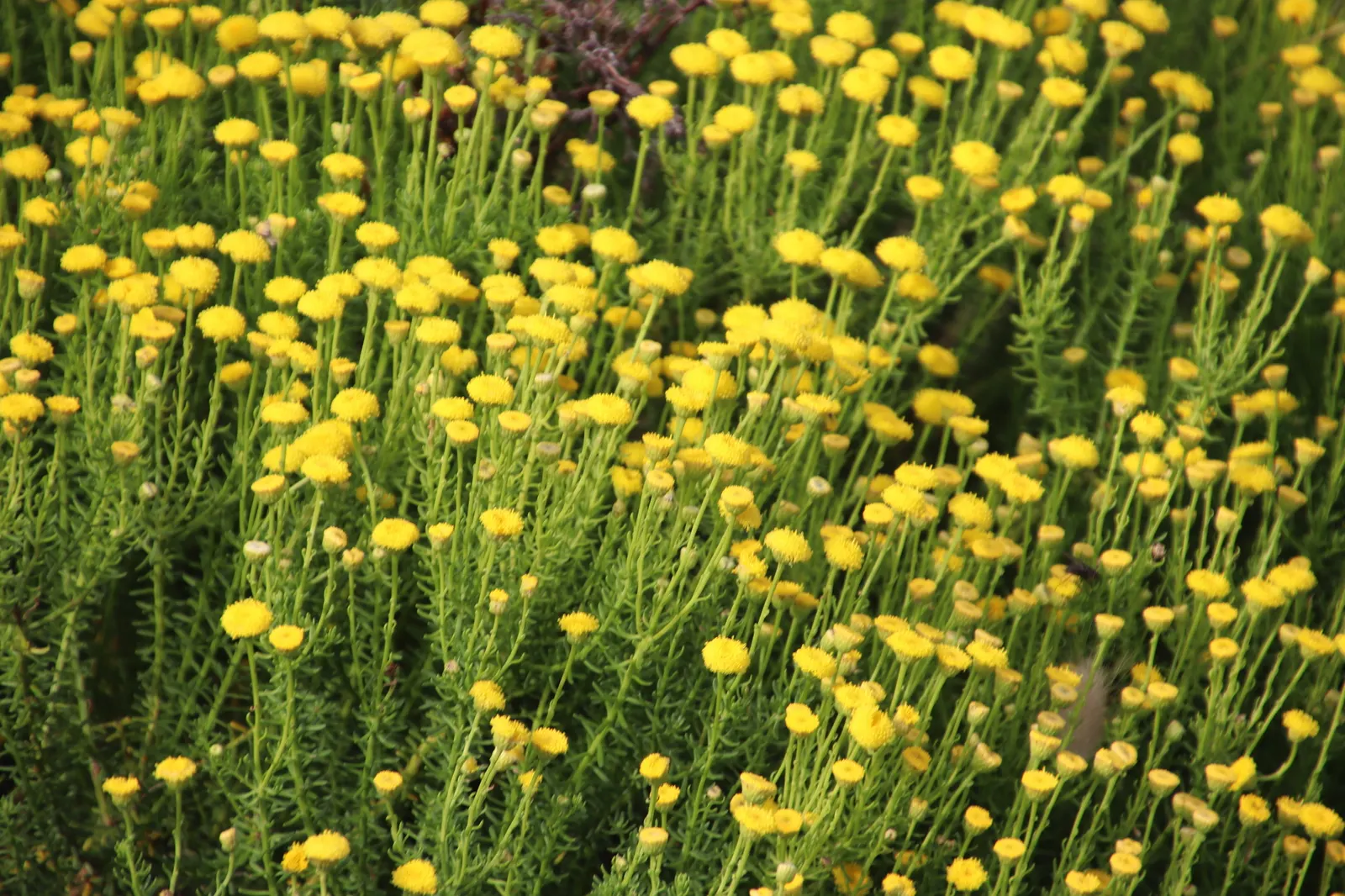 Bitterbush (Purshia Mexicana) — Adapted to USDA zones 7-11, Bitterbush thrives in full sun and well-drained soils; when incorporating this shrub, image 47
