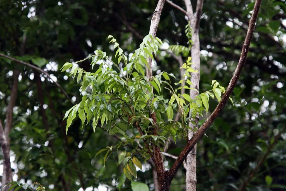 Bitterbush (Purshia Mexicana) — consider its natural propensity for spreading and its ability to create a dense screen or informal hedge; white flowers in the