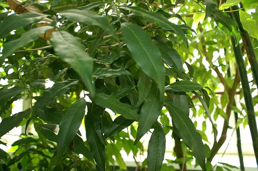 Bitterbush (Purshia Mexicana) — Purshia mexicana, commonly referred to as Bitterbush, is a resilient, deciduous shrub native to arid regions; its deep roots