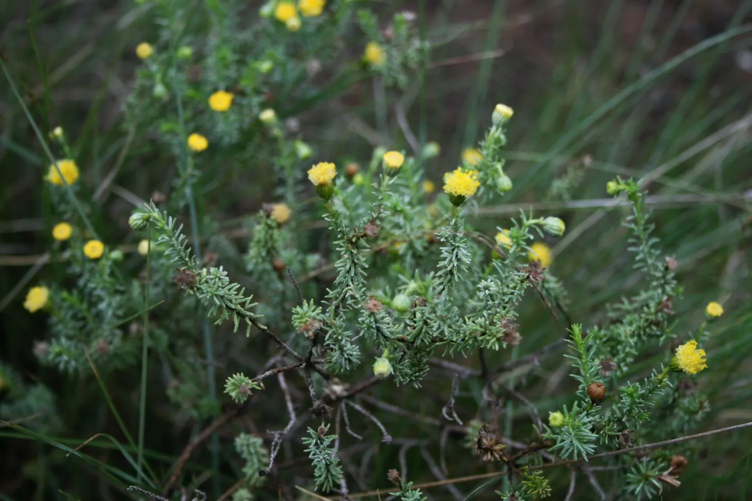 Bitterbush (Purshia Mexicana) — providing year-round visual interest.<br><br>Come late spring into early summer; the Bitterbush reaches an average height of 3