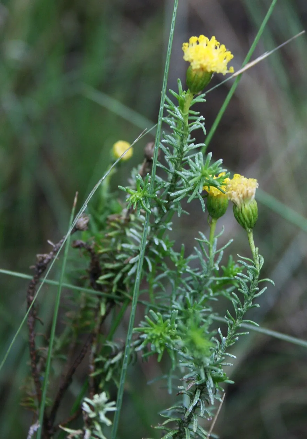 Bitterbush (Purshia Mexicana) — the Bitterbush reaches an average height of 3 to 8 feet with a similar spread; pinnately compound leaves that, image 52