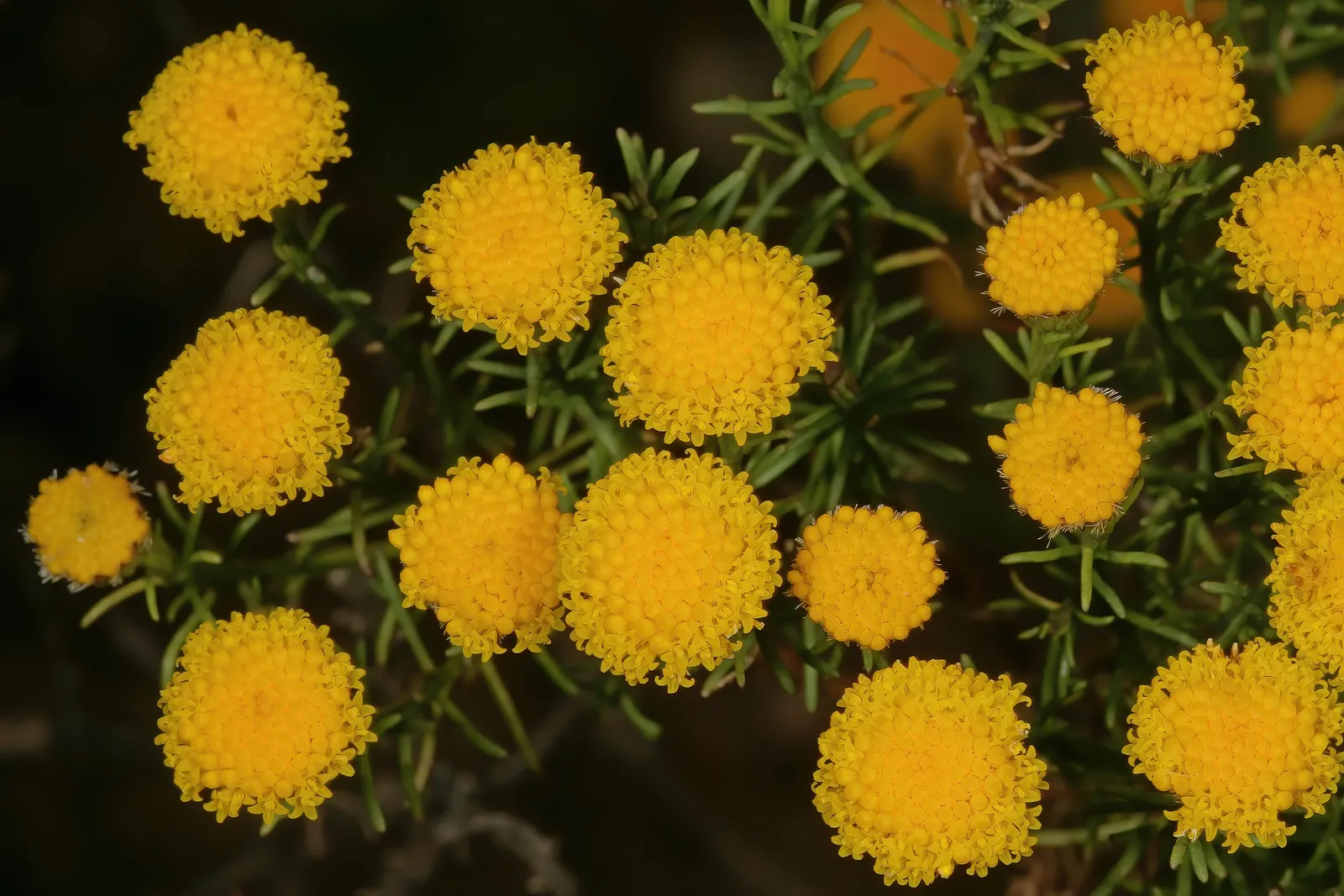 Bitterbush (Purshia Mexicana) — Pruning maintains shape and promotes denser growth; with gray-green to dark green hues, image 49