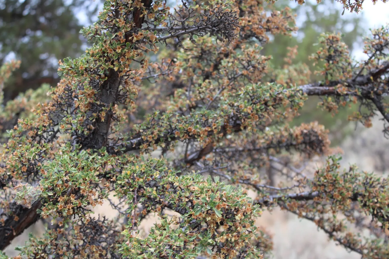 Bitterbush (Purshia Mexicana) — is highly drought-tolerant; choose a site with full sun to ensure prolific flowering and healthy growth, image 59