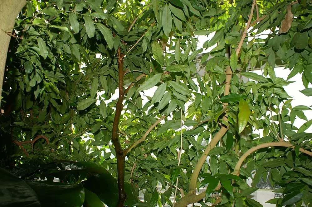 Bitterbush (Purshia Mexicana) — It features small, fragrant yellow flowers and grows 3-8 feet tall with a similar spread; providing year-round, image 46
