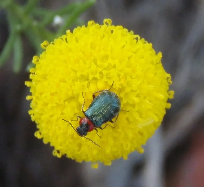 Bitterbush (Purshia Mexicana) — Adapted to USDA zones 7-11, Bitterbush thrives in full sun and well-drained soils