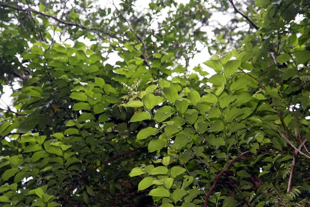 Bitterbush (Purshia Mexicana) — Purshia mexicana, commonly referred to as Bitterbush, is a resilient, deciduous shrub native to arid regions