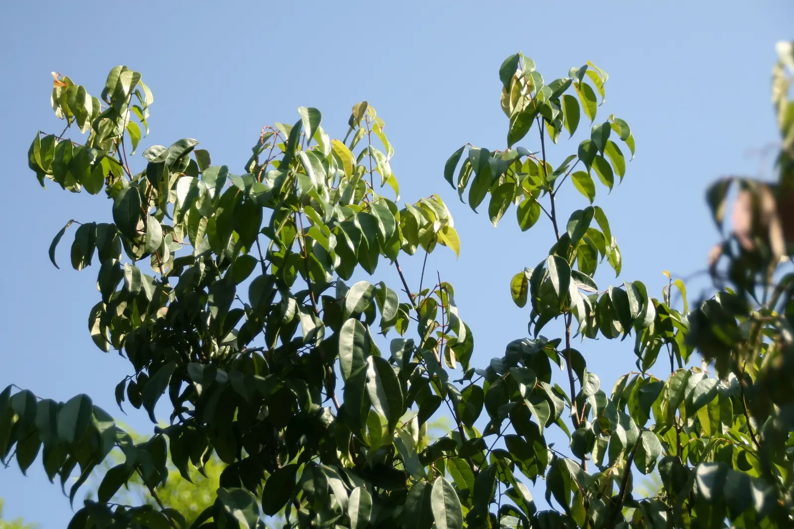 Bitterbush (Purshia Mexicana) — shrub with white blooms