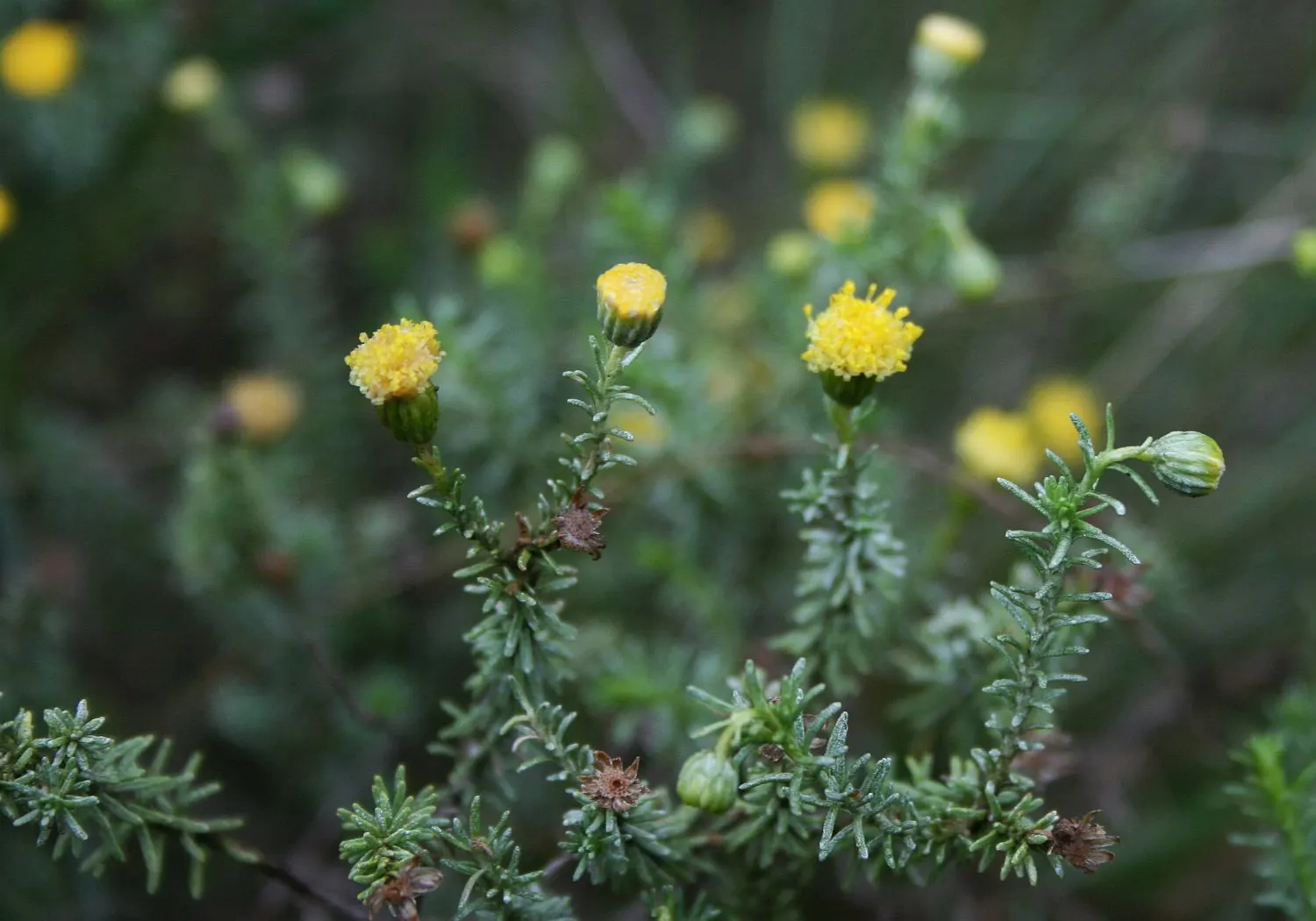 Bitterbush (Purshia Mexicana) — white flowers in the garden; pruning maintains shape and promotes denser growth