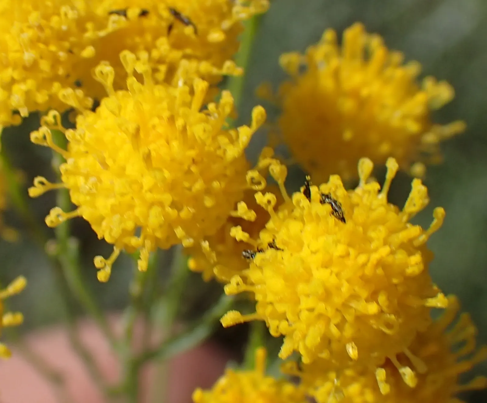 Bitterbush (Purshia Mexicana) — commonly known as the Mexican cliffrose or Bitterbush; this makes it an excellent choice for low-maintenance, water-conserving