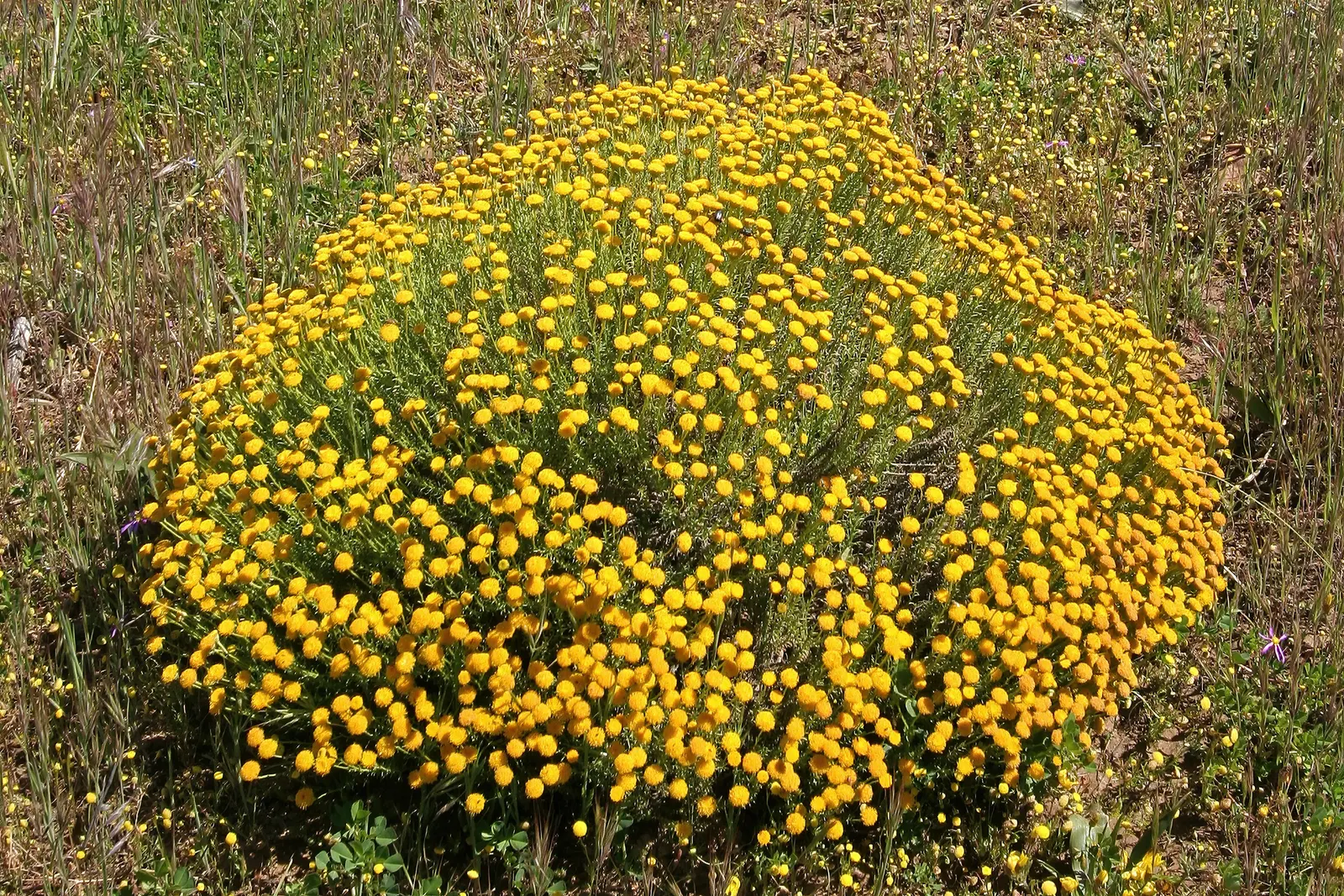 Bitterbush (Purshia Mexicana) — withstanding periods without water; shrub with white blooms, image 60