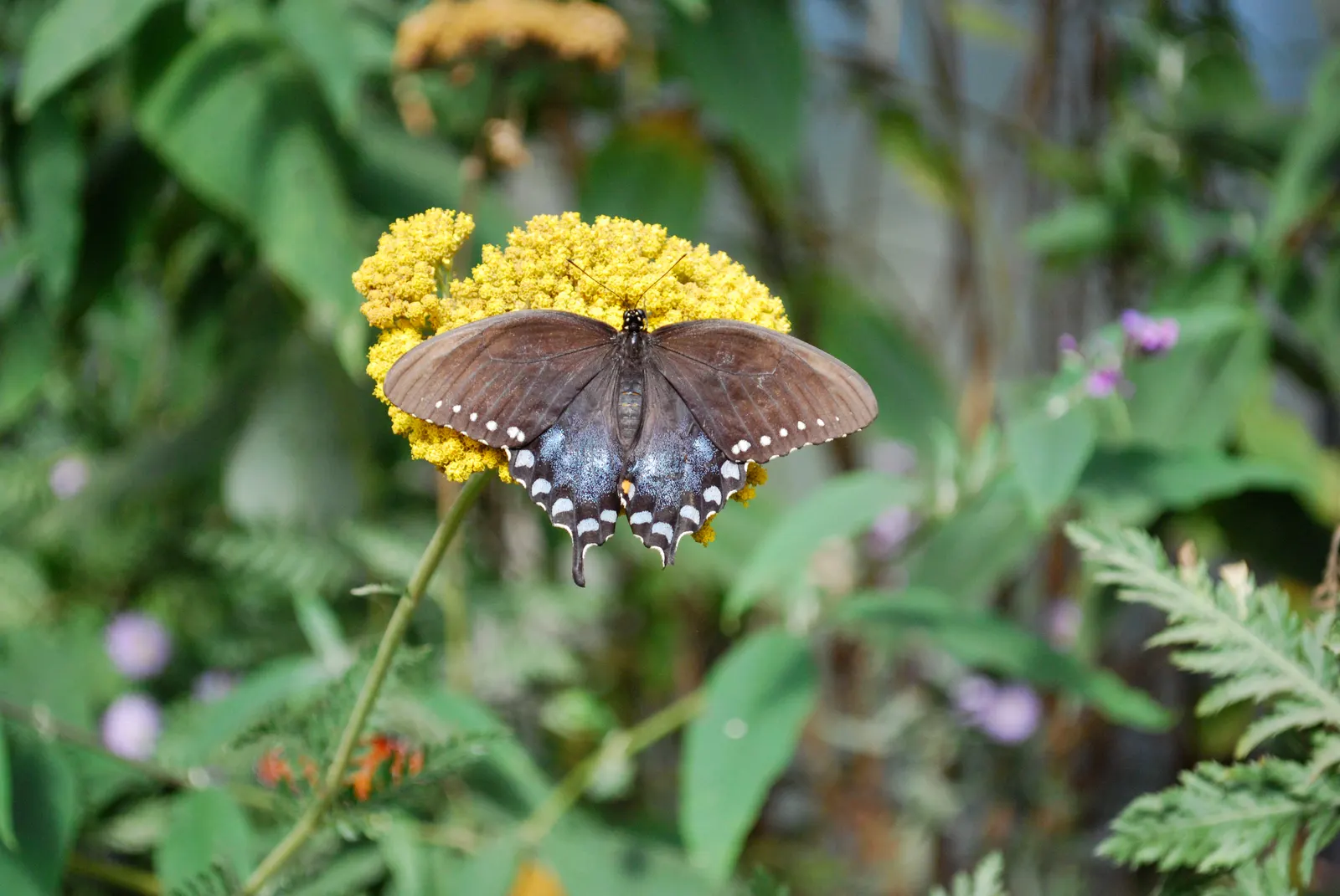 Bitterbush (Purshia Mexicana) — with gray-green to dark green hues; purshia mexicana, commonly referred to as Bitterbush, is a resilient, deciduous, image 54