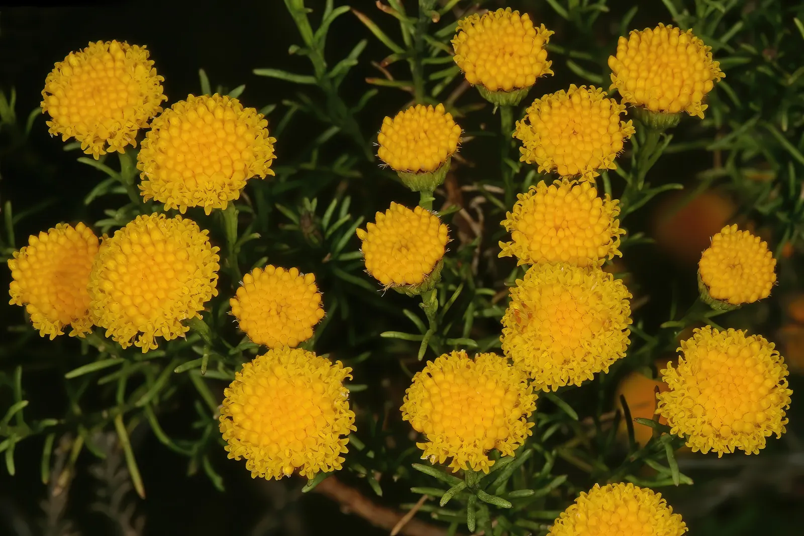 Bitterbush (Purshia Mexicana) — Purshia mexicana is adorned with a profusion of creamy-yellow; is highly drought-tolerant, image 56
