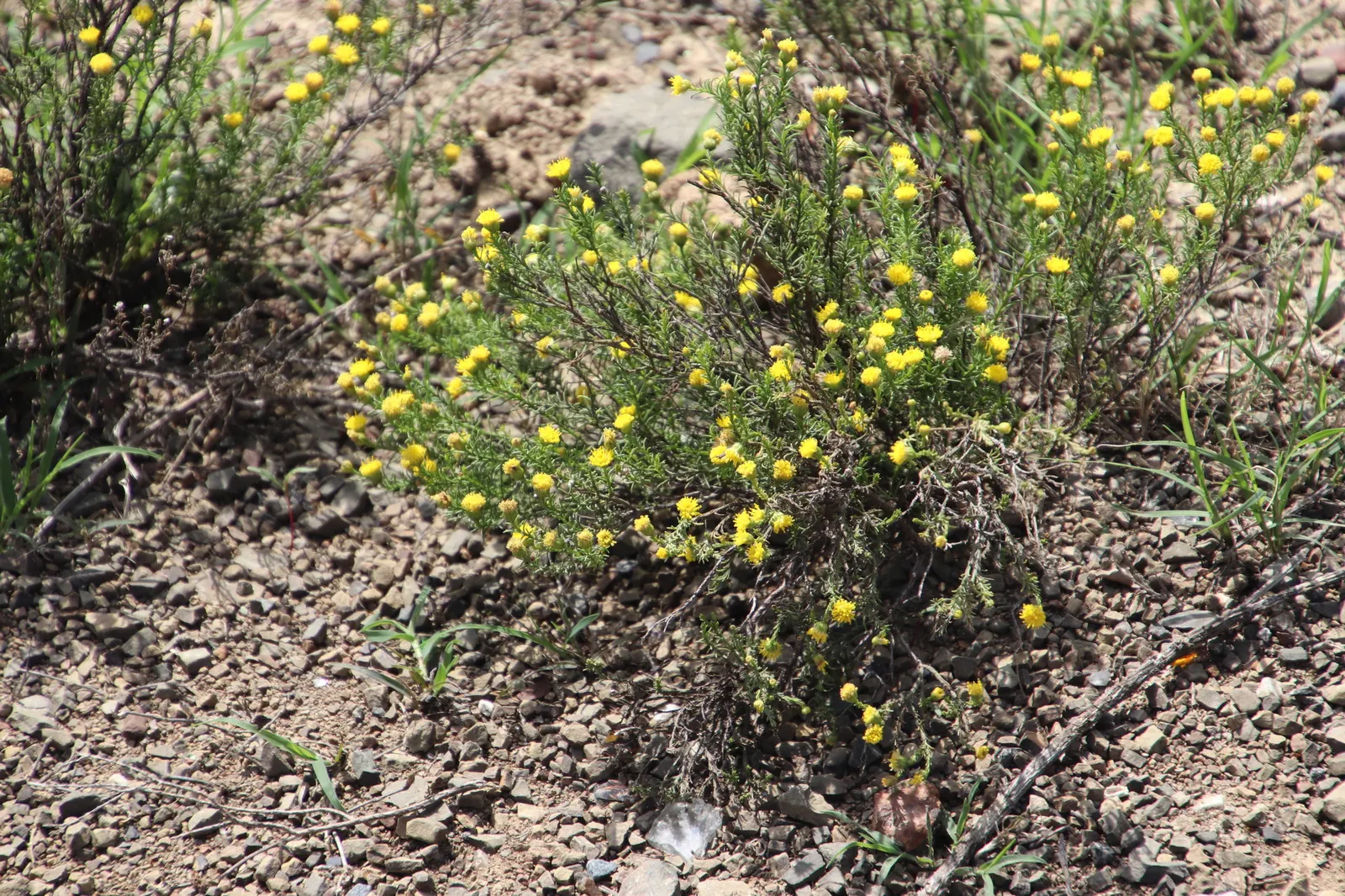 Bitterbush (Purshia Mexicana) — white flowers in the garden