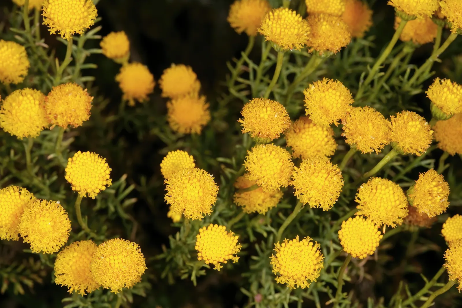 Bitterbush (Purshia Mexicana) — This makes it an excellent choice for low-maintenance, water-conserving gardens; commonly known as the Mexican cliffrose or