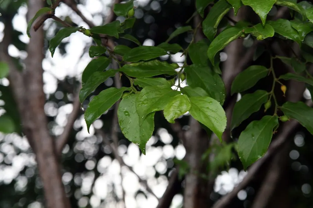 Bitterbush (Purshia Mexicana) — A member of the Rosaceae family; it features small, fragrant yellow flowers and grows 3-8 feet tall with a similar, image 51