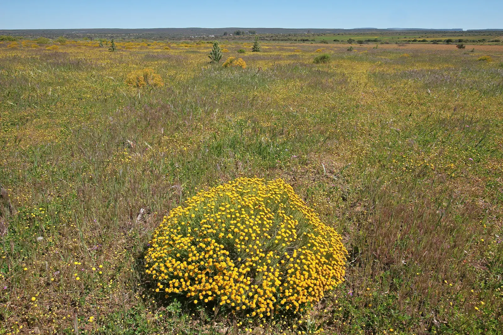 Bitterbush (Purshia Mexicana) — providing year-round visual interest.<br><br>Come late spring into early summer
