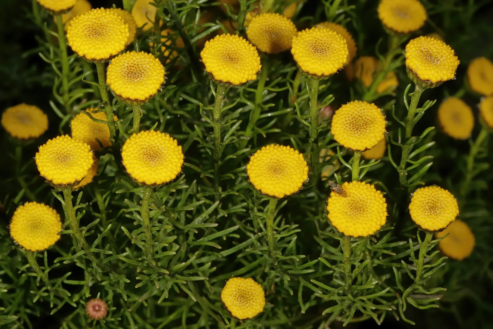 Bitterbush (Purshia Mexicana) — typically around 1 inch in diameter; shrub for full, image 57