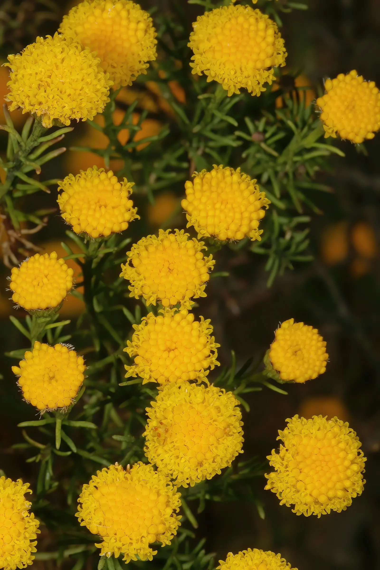 Bitterbush (Purshia Mexicana) — choose a site with full sun to ensure prolific flowering and healthy growth; a member of the Rosaceae family, image 58