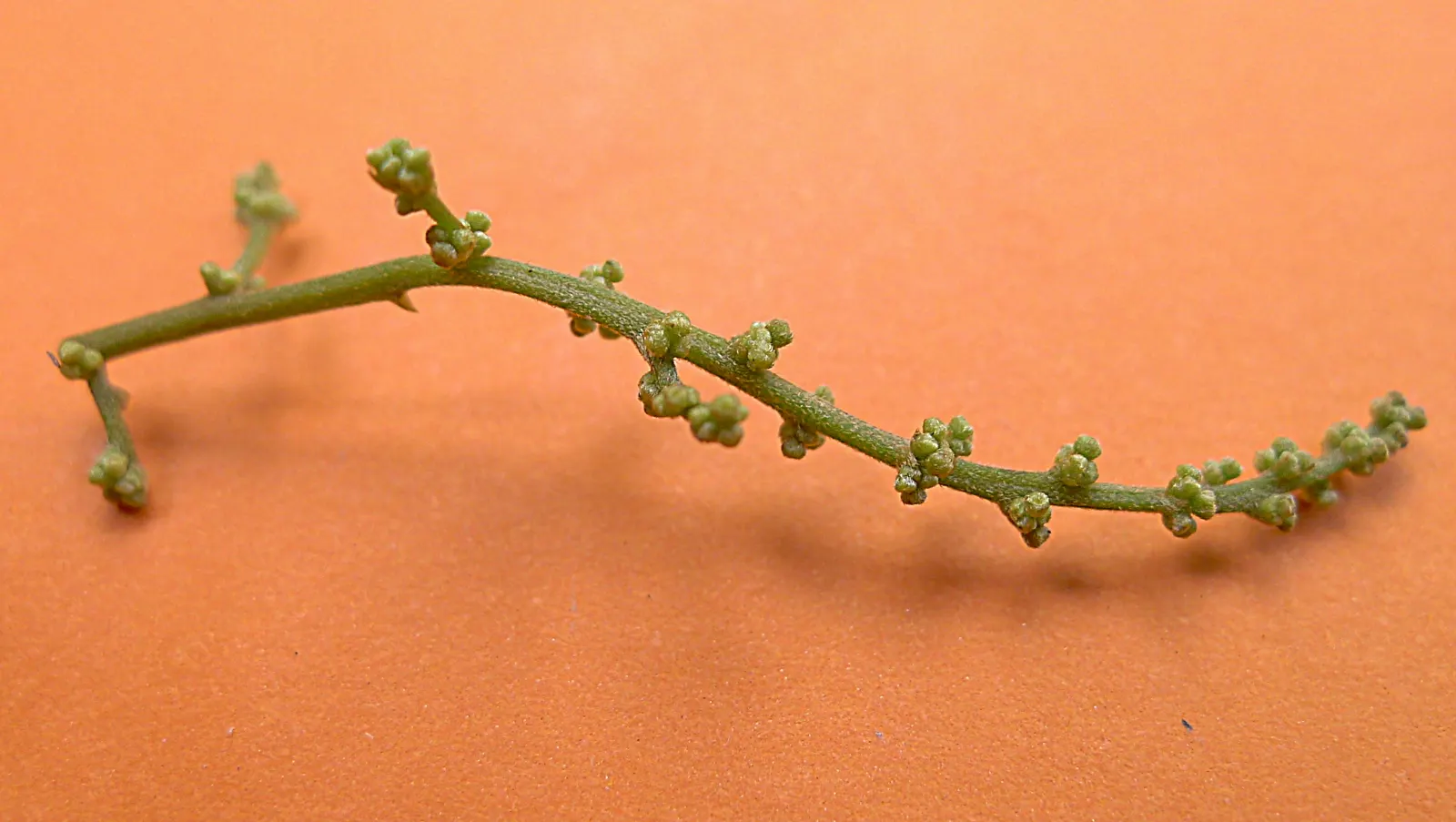 Bitterbush (Purshia Mexicana) — Purshia mexicana, commonly referred to as Bitterbush, is a resilient, deciduous shrub native to arid regions; its, image 45