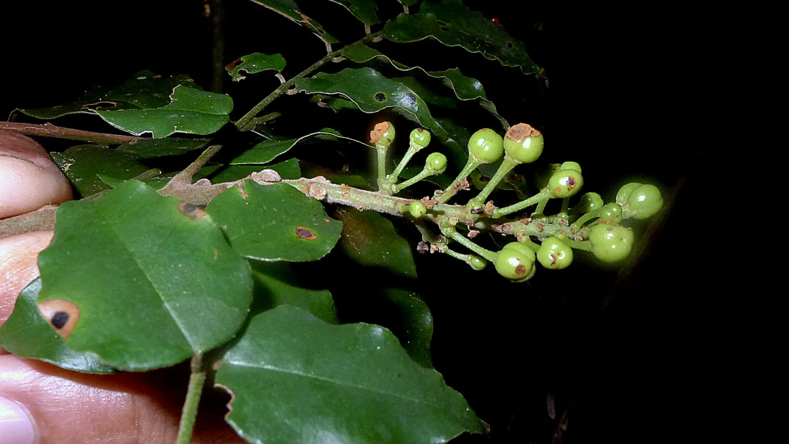 Bitterbush (Purshia Mexicana) — Its deep roots enhance drought tolerance, making it an excellent choice for water-efficient landscapes; adapted to USDA zones