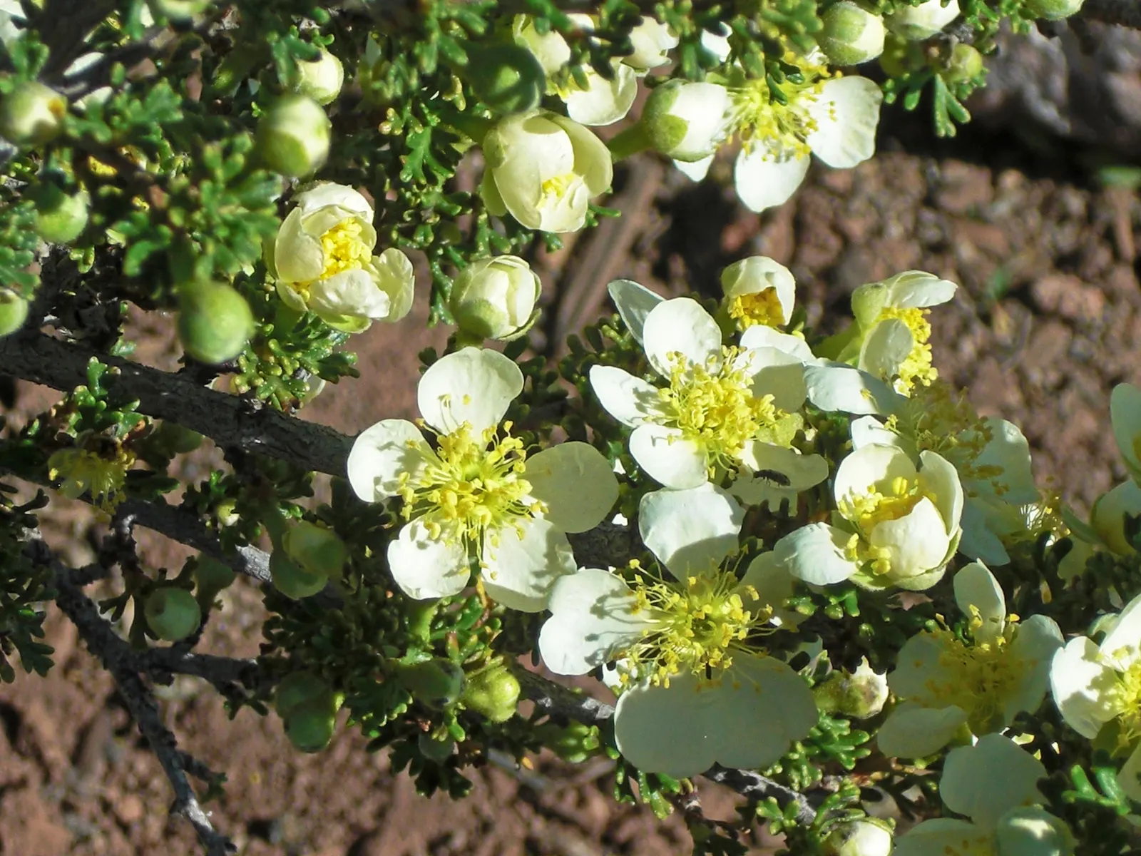 Bitterbush (Purshia Mexicana) — Adapted to USDA zones 7-11, Bitterbush thrives in full sun and well-drained soils; when incorporating this shrub into your
