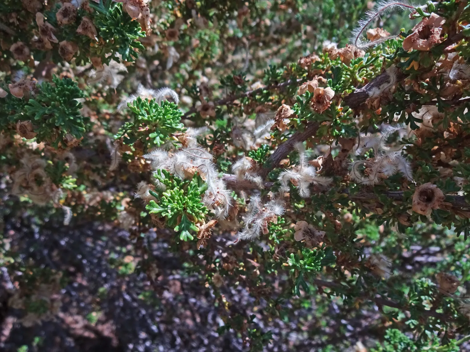 Bitterbush (Purshia Mexicana) — the Bitterbush reaches an average height of 3 to 8 feet with a similar spread; pinnately compound leaves that measure