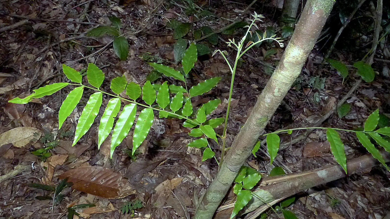 Bitterbush (Purshia Mexicana) — pinnately compound leaves that measure approximately 0.5 to 2 inches long; withstanding periods without water, image 53