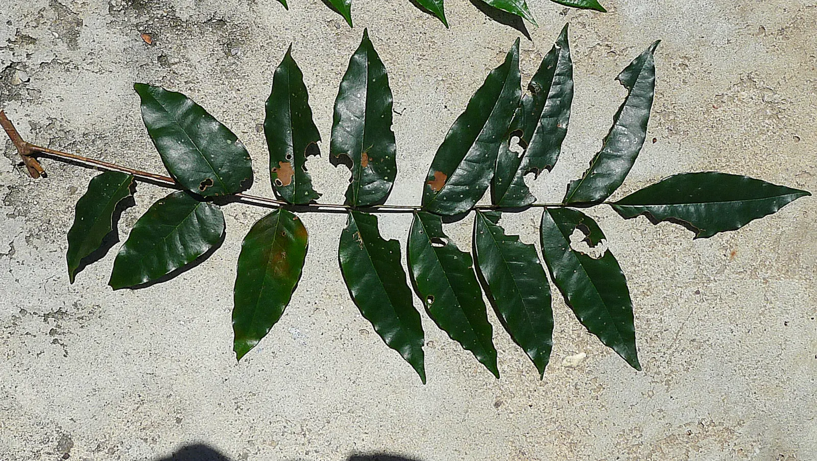 Bitterbush (Purshia Mexicana) — commonly known as the Mexican cliffrose or Bitterbush; this makes it an excellent choice for low-maintenance, image 50