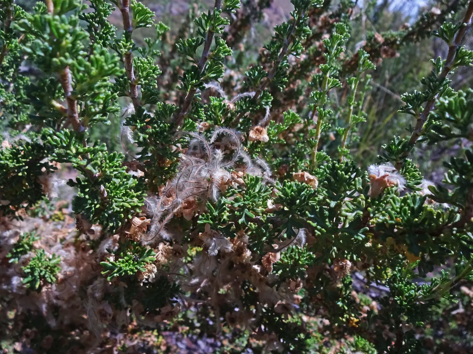 Bitterbush (Purshia Mexicana) — When incorporating this shrub into your landscape design