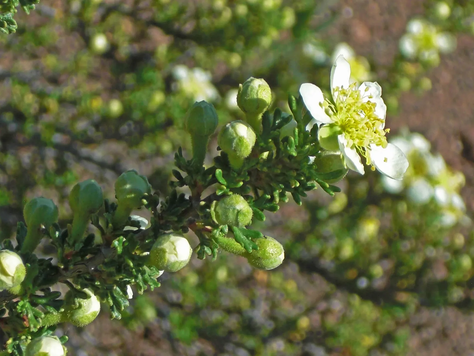 Bitterbush (Purshia Mexicana) — commonly known as the Mexican cliffrose or Bitterbush