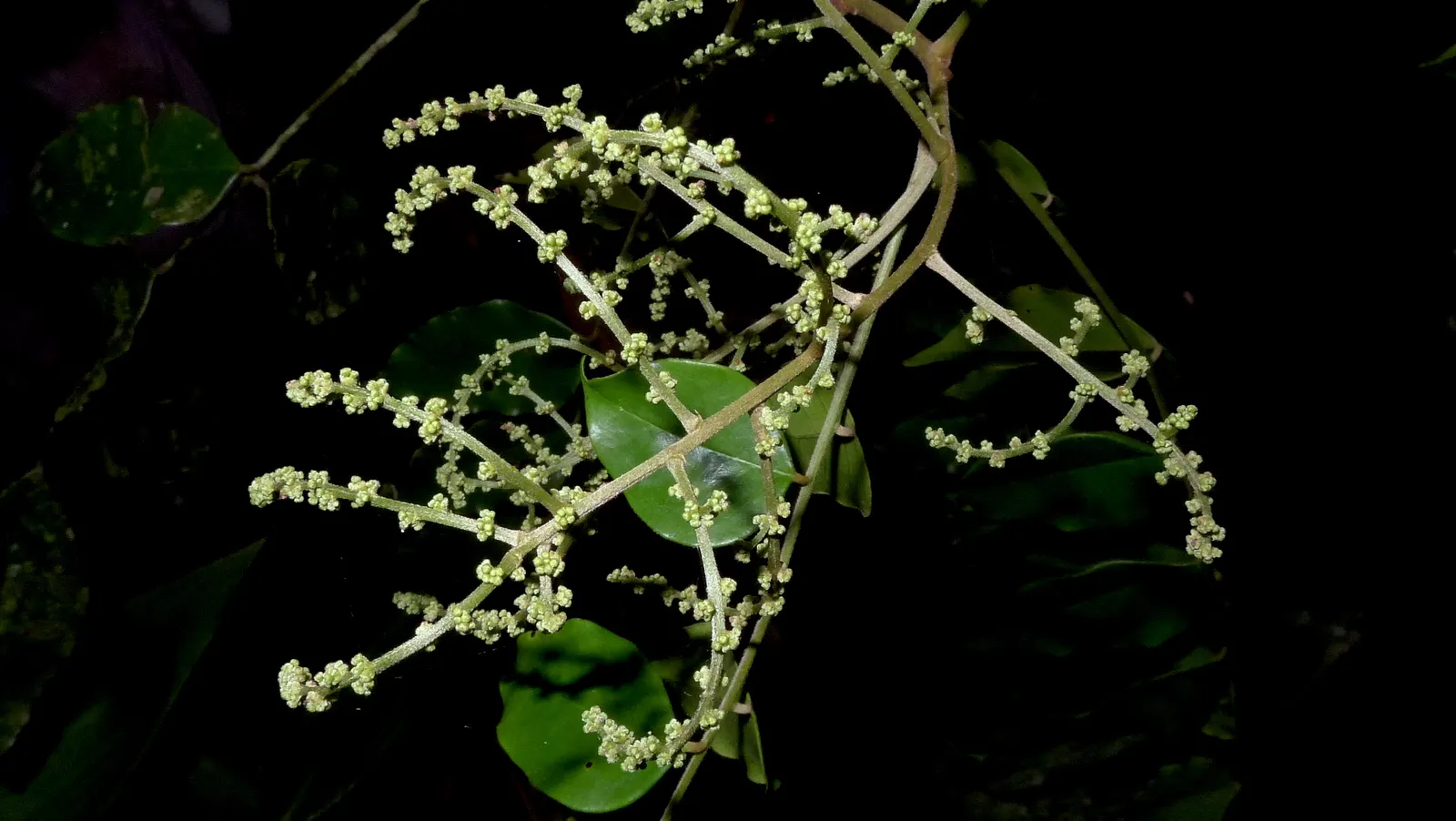 Bitterbush (Purshia Mexicana) — It features small, fragrant yellow flowers and grows 3-8 feet tall with a similar spread