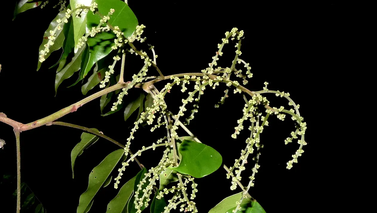 Bitterbush (Purshia Mexicana) — Its deep roots enhance drought tolerance, making it an excellent choice for water-efficient landscapes; adapted to, image 48