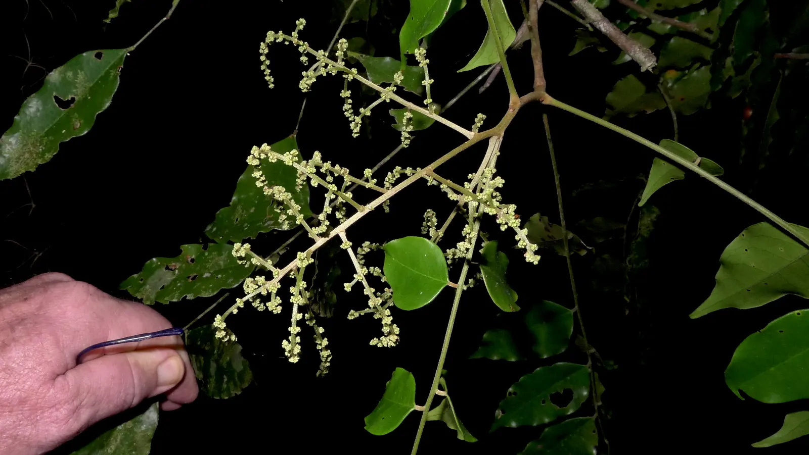 Bitterbush (Purshia Mexicana) — shrub for full; consider its natural propensity for spreading and its ability to create a dense screen or informal hedge