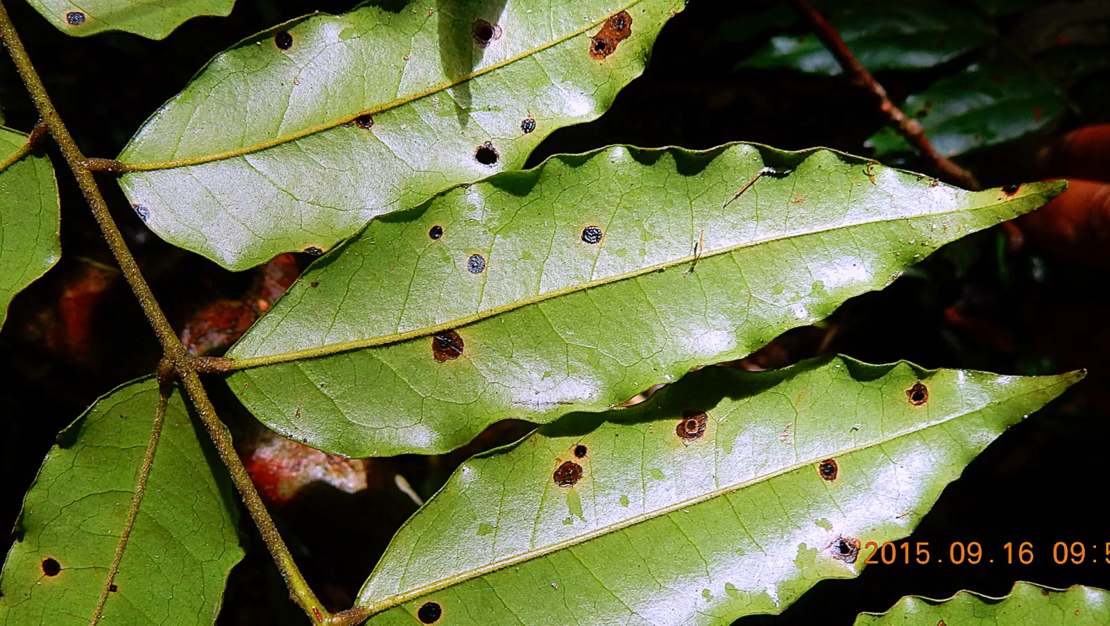 Bitterbush (Purshia Mexicana) — Pruning maintains shape and promotes denser growth; with gray-green to dark green hues