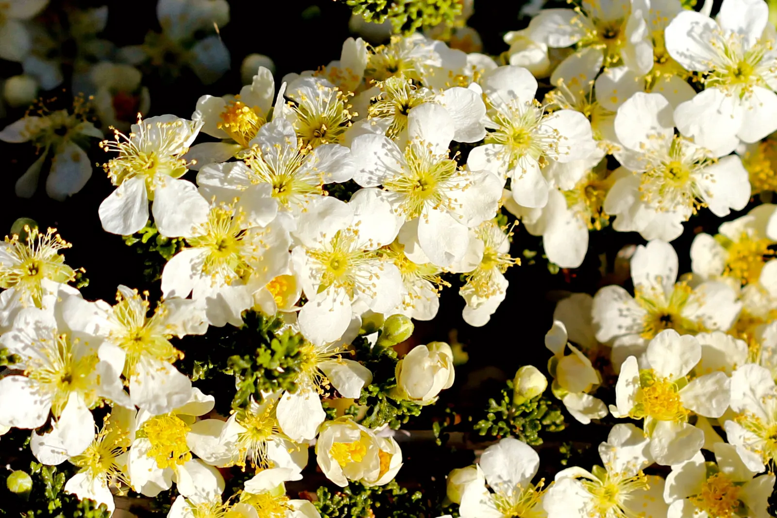 Bitterbush (Purshia Mexicana) — withstanding periods without water