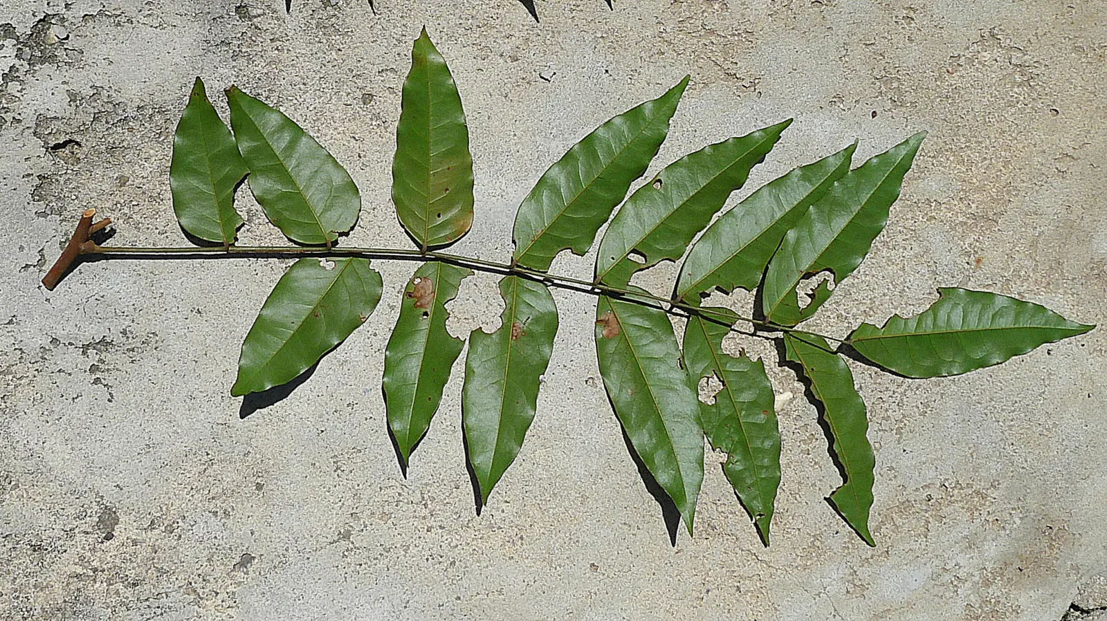 Bitterbush (Purshia Mexicana) — shrub for full