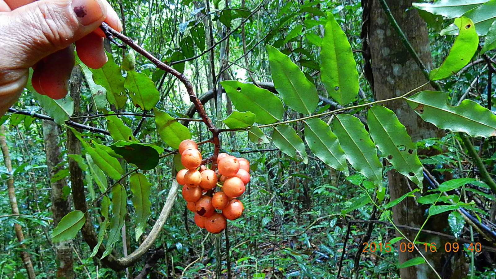 Bitterbush (Purshia Mexicana) — consider its natural propensity for spreading and its ability to create a dense screen or informal hedge