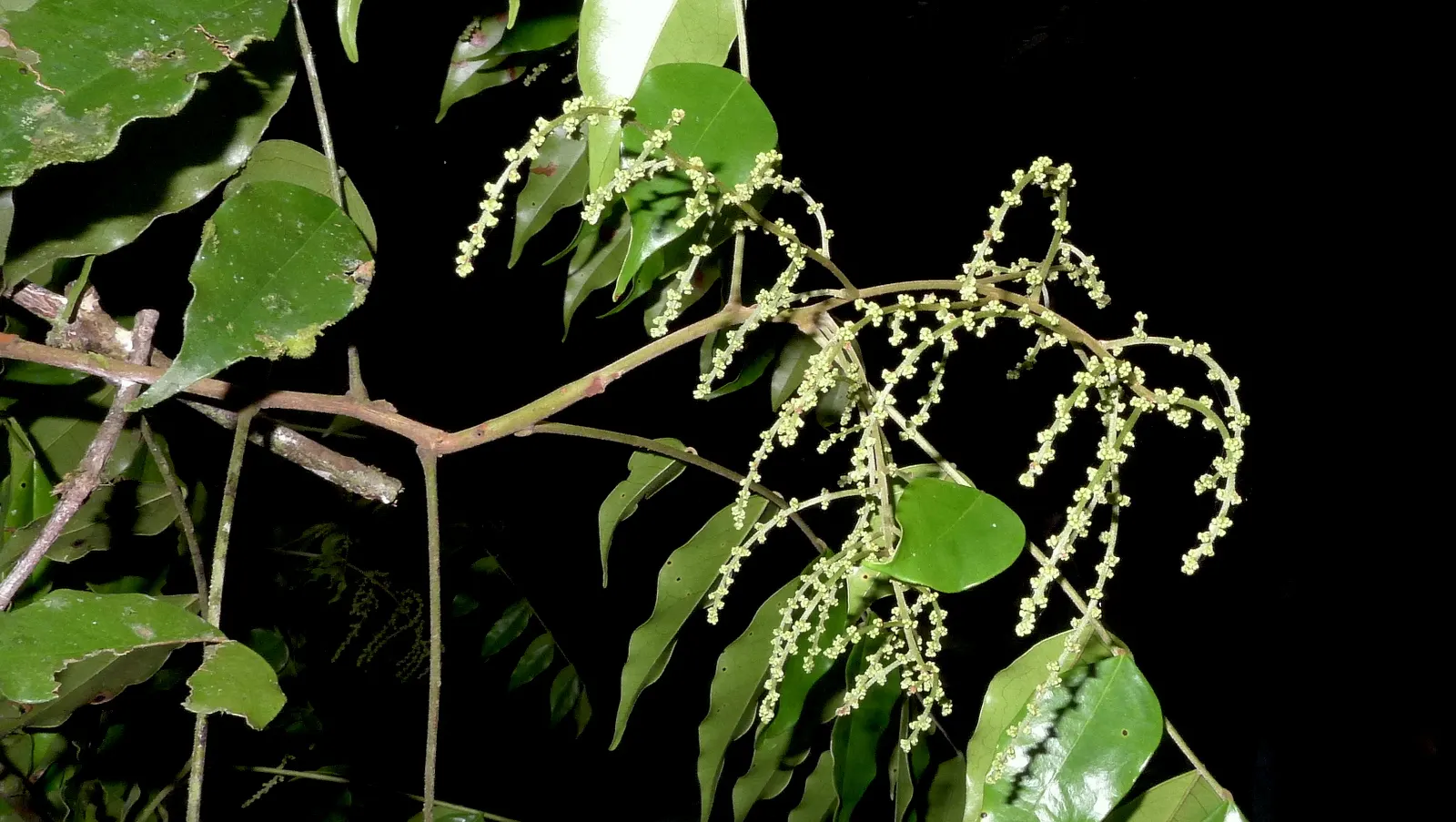 Bitterbush (Purshia Mexicana) — with gray-green to dark green hues