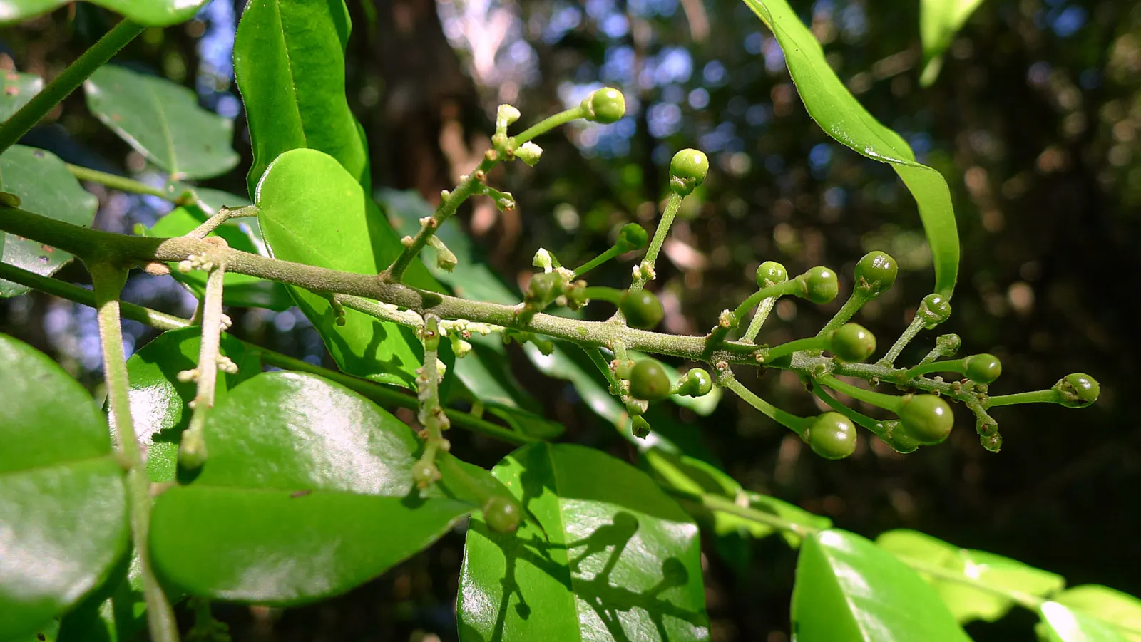 Bitterbush (Purshia Mexicana) — Its deep roots enhance drought tolerance, making it an excellent choice for water-efficient landscapes
