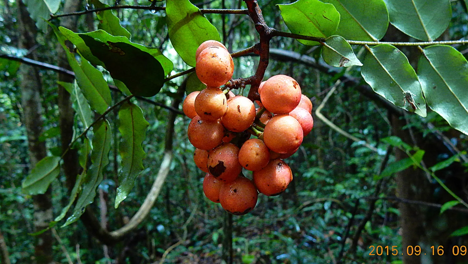 Bitterbush (Purshia Mexicana) — pinnately compound leaves that measure approximately 0.5 to 2 inches long; withstanding periods without water
