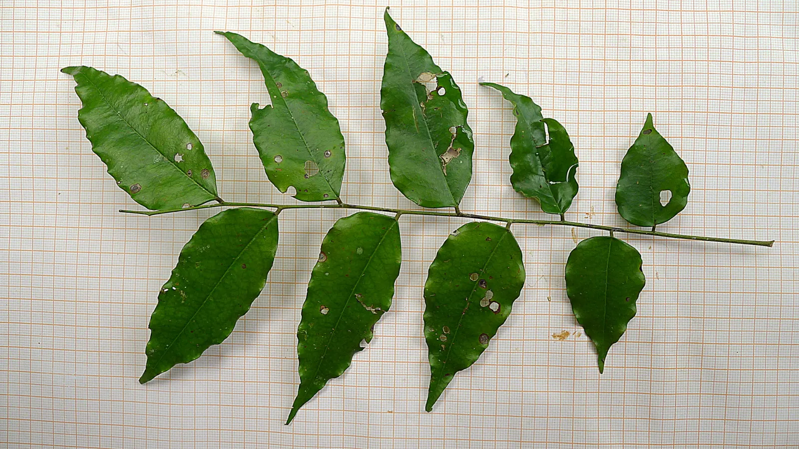 Bitterbush (Purshia Mexicana) — pinnately compound leaves that measure approximately 0.5 to 2 inches long
