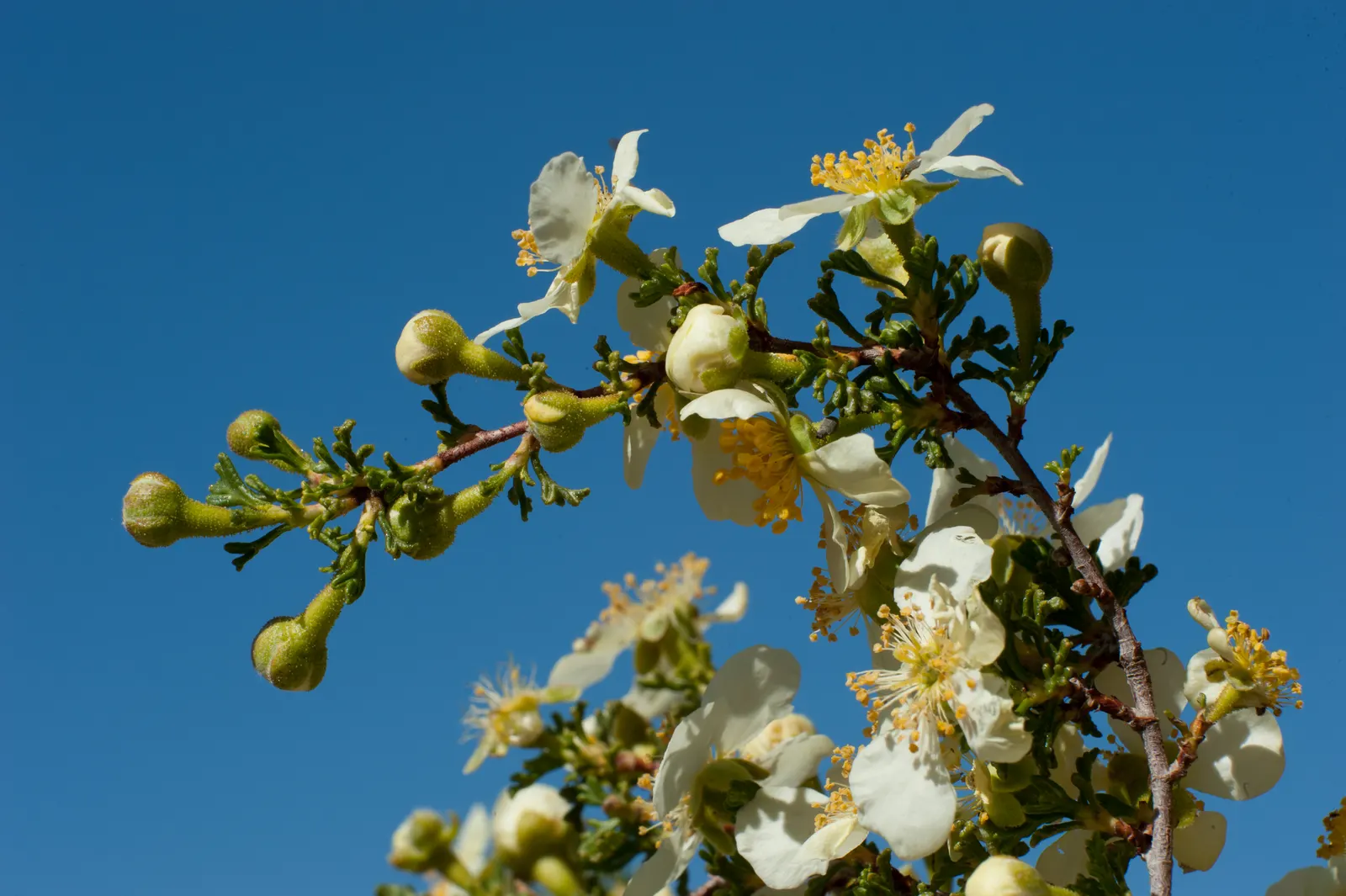 Bitterbush (Purshia Mexicana) — Pruning maintains shape and promotes denser growth
