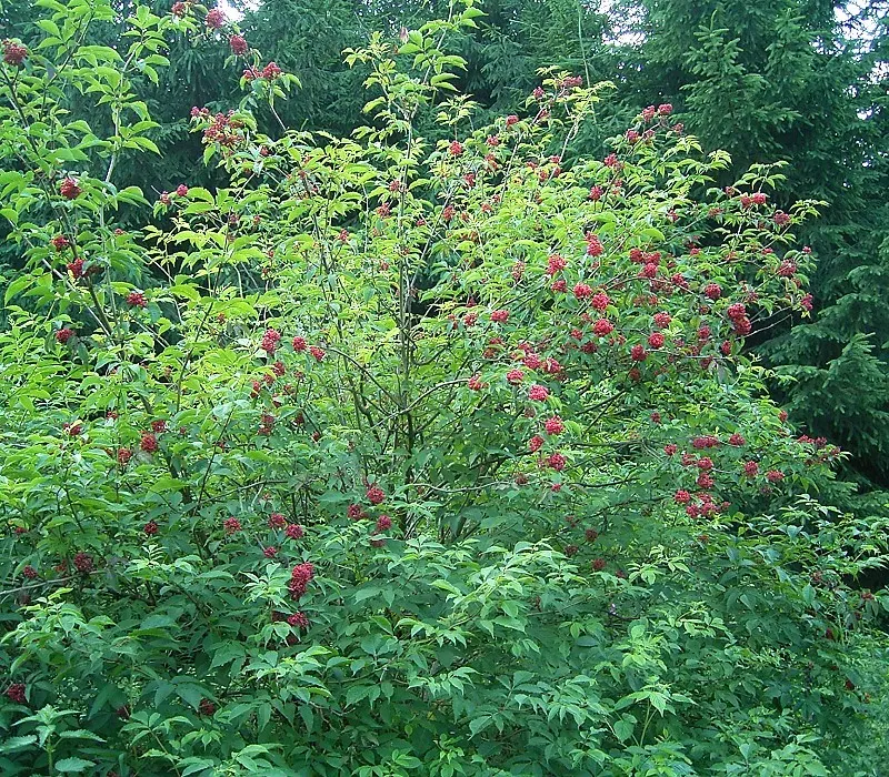 Elder Berry (Sambucus Spp.) — this deciduous perennial can flourish in USDA hardiness zones 4 through 7
