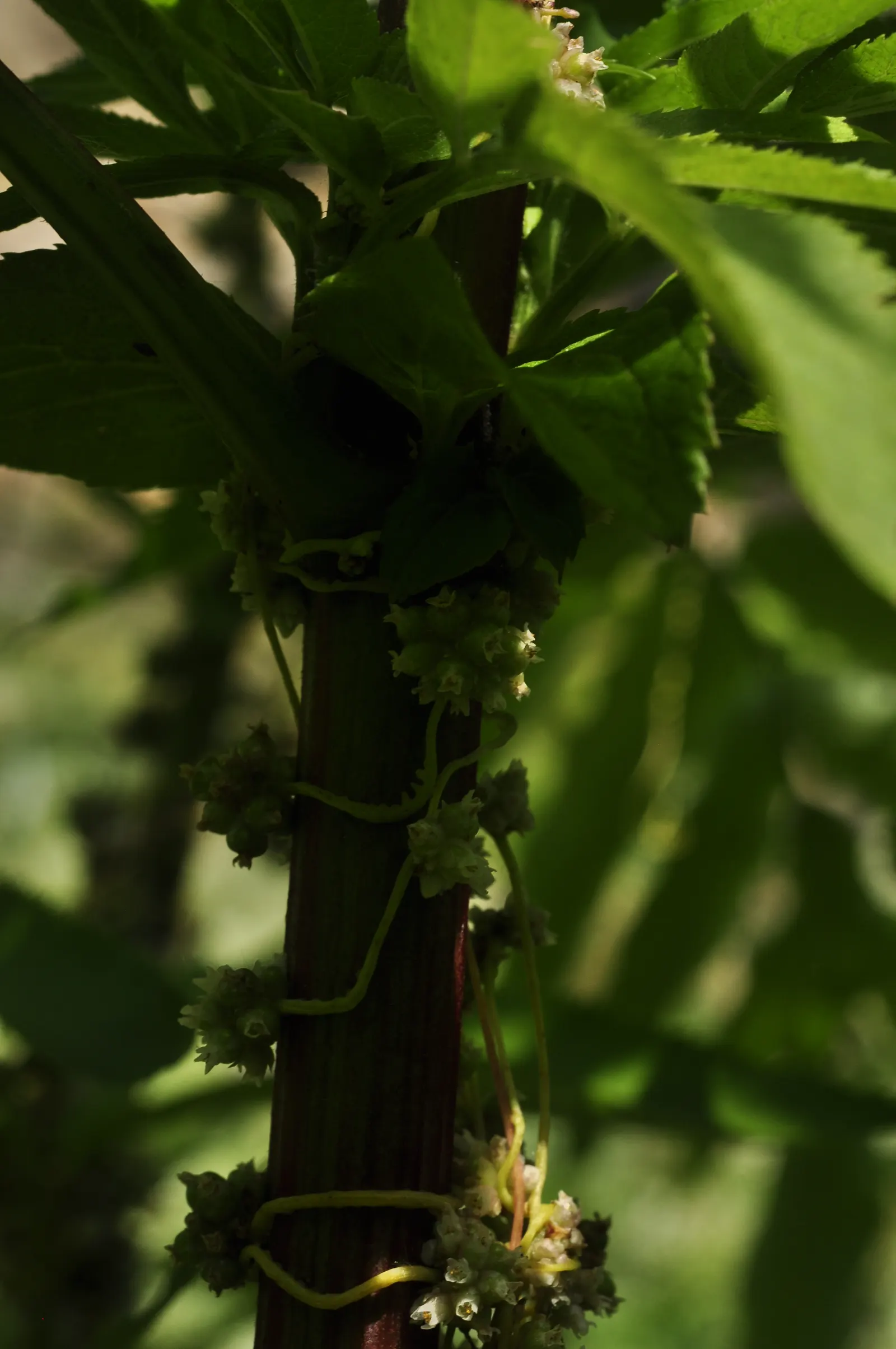 Elder Berry (Sambucus Spp.) — and an approximate spread of 5 to 10 feet