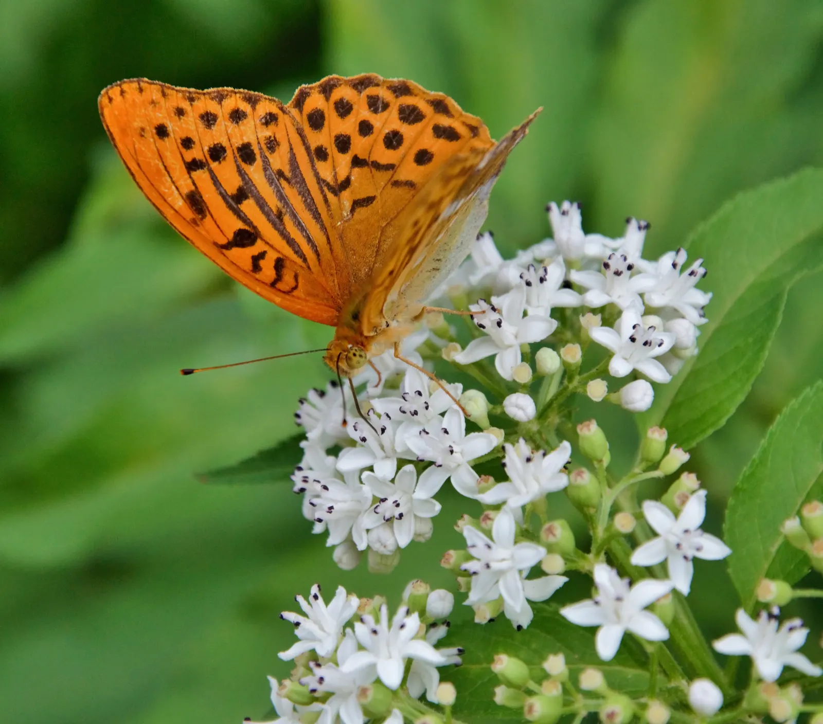 Elder Berry (Sambucus Spp.) — adapting well to a range of climates and soil conditions