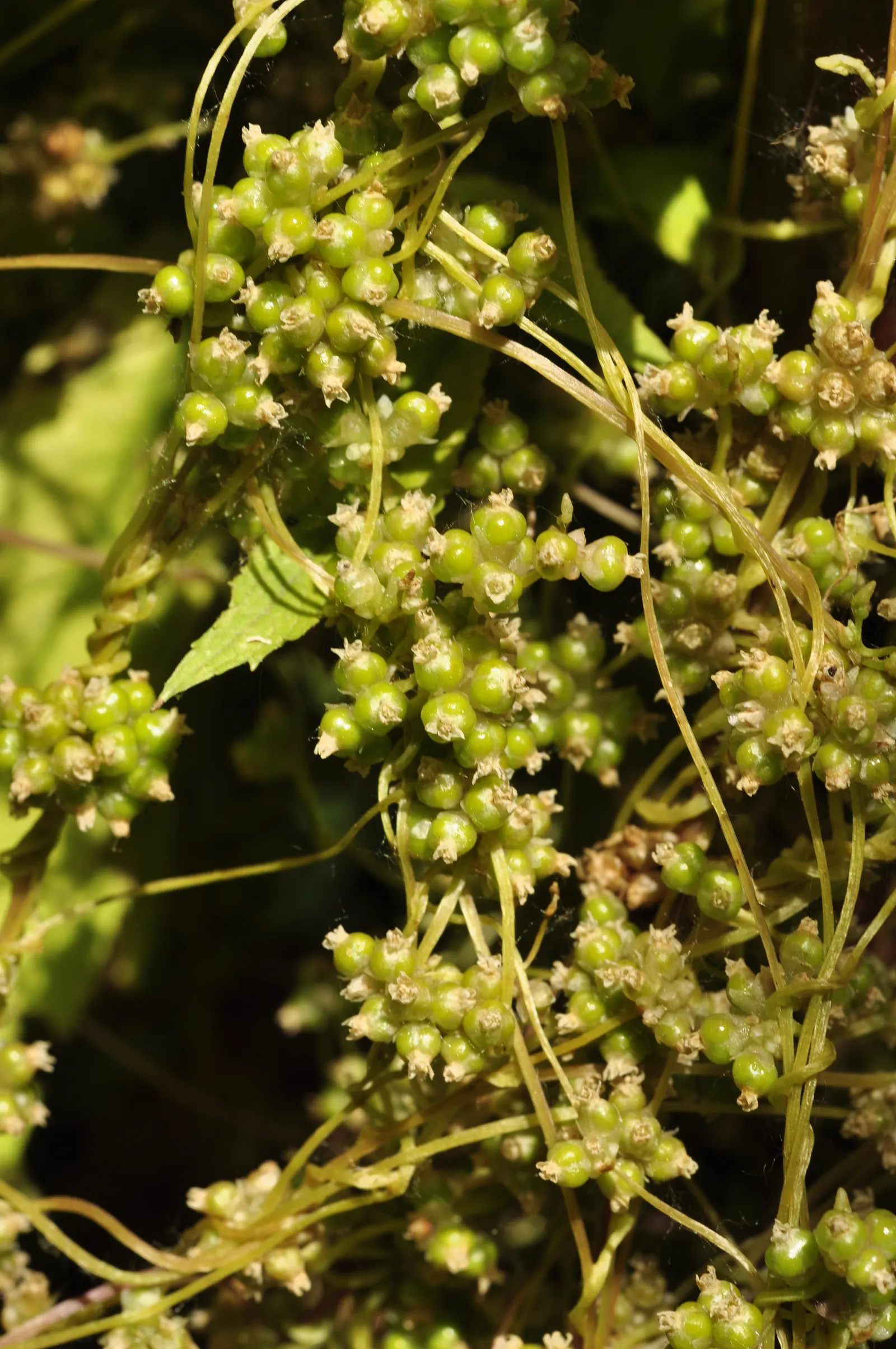 Elder Berry (Sambucus Spp.) — These dimensions highlight the plant's utility both as a natural screen and as an ornamental feature