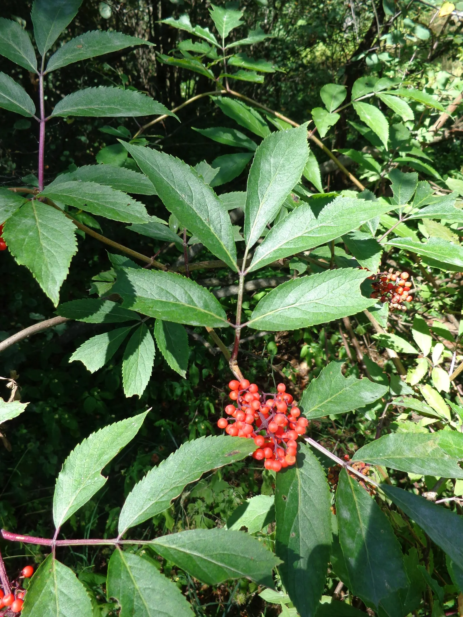 Elder Berry (Sambucus Spp.) — scientifically referred to as Sambucus spp.